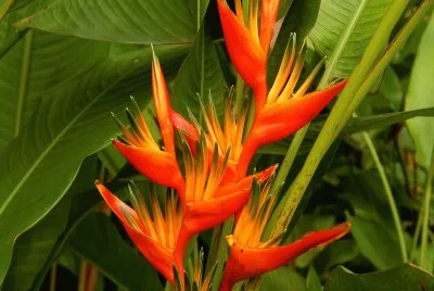 fleurs: Heliconia-orange-yellow
