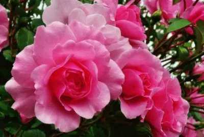 fleurs: roses