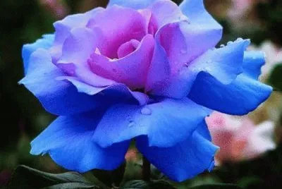 fleurs: roses