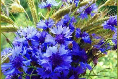 fleurs
