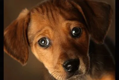 chien