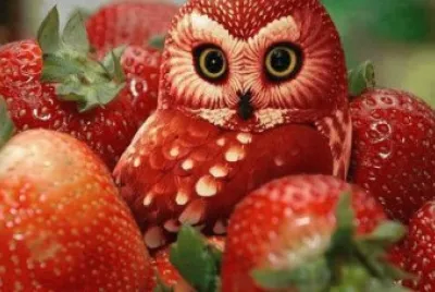 hibou fraise