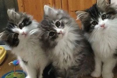 chatons