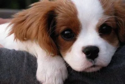 chiot