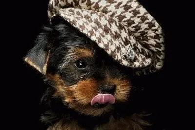 chiot