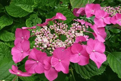 hydrangea