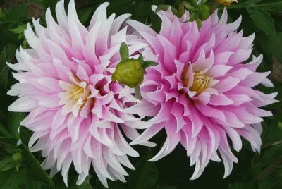 dahlias