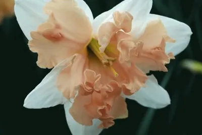 narcisse