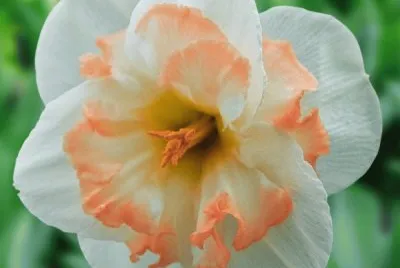 narcisse