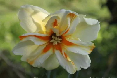 narcisse