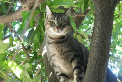 POPI EN EL MANGO