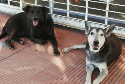 CHULO Y NEGRITA