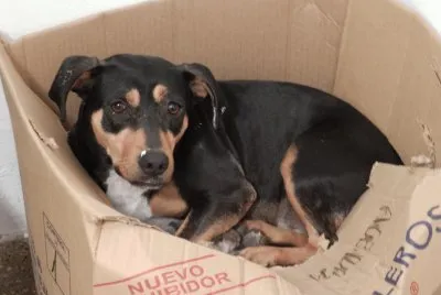 ENANA EN UNA CAJA