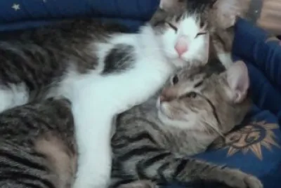 INDIO Y POPI DURMIENDO