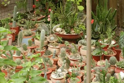 JARDIN DE CACTUS