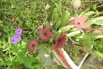 STAPELIA GRANDIFLORA EN FLOR