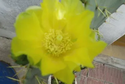 FLOR DE OPUNTIA