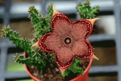 FLOR DE DICOTHEA