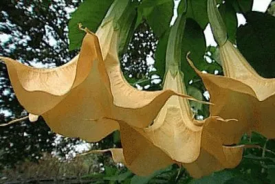 FLOR DE FLORIPON