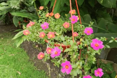 MACETA CON FLORES