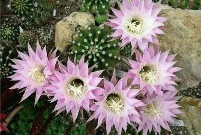 ECHINOPSIS OXYGONAL EN FLOR