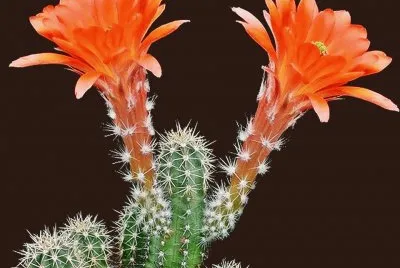 FLOR DE ECHINOCEREUS