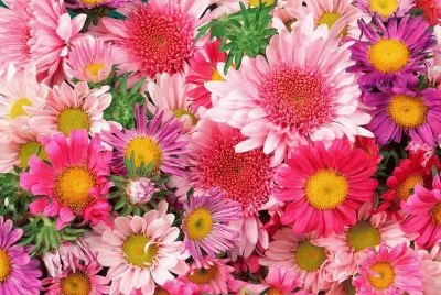 Flores