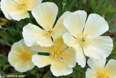 fleurs
