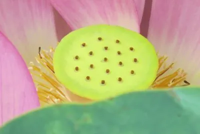 è·èŠ±