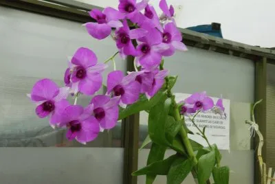 ORQUIDEA