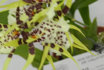 ORQUIDEA