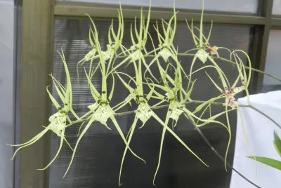 ORQUIDEA