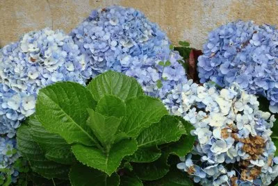 HORTENSIA EN FLORIANAPOLIS