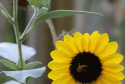 ABEJA EN UN GIRASOL
