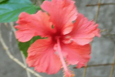 ROSA CHINA