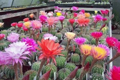 CACTUS VS FLORECIDOS