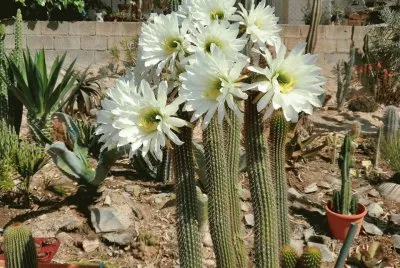 FLOR DE TRICHOCEREUS