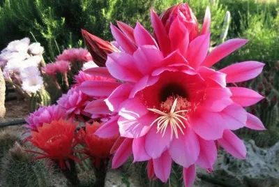 FLORES FUCSIA DE CEREUS