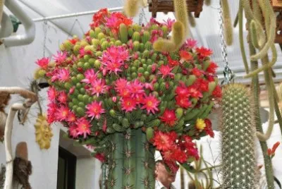 INJERTO EN FLORACION