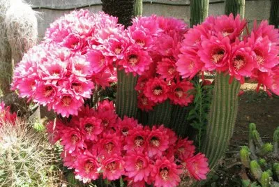 FLORES  FUCSIAS DE TRICHOCEREUS