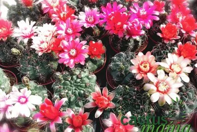 FLORACION DE GYMNOCALYCIUM BALDIANUN