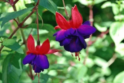 FLOR DE FUCHSIA