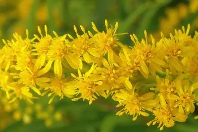 FLOR DE BARA DE OURO