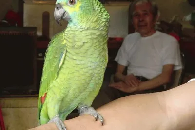 פאזל של perroquet (HK)