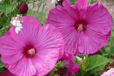 hibiscus
