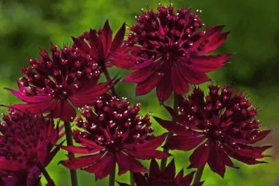 astrantia