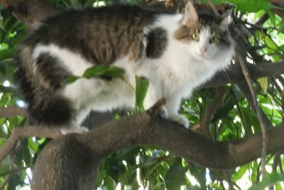 INDIO EN EL MANGO