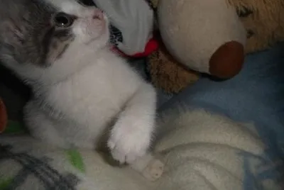 CATA
