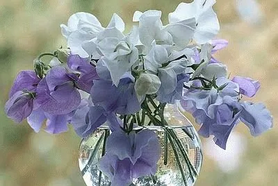 Sweet Peas jigsaw puzzle