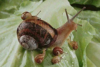 gusano